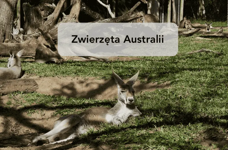 Zwierzęta w Australli - leżący kangur