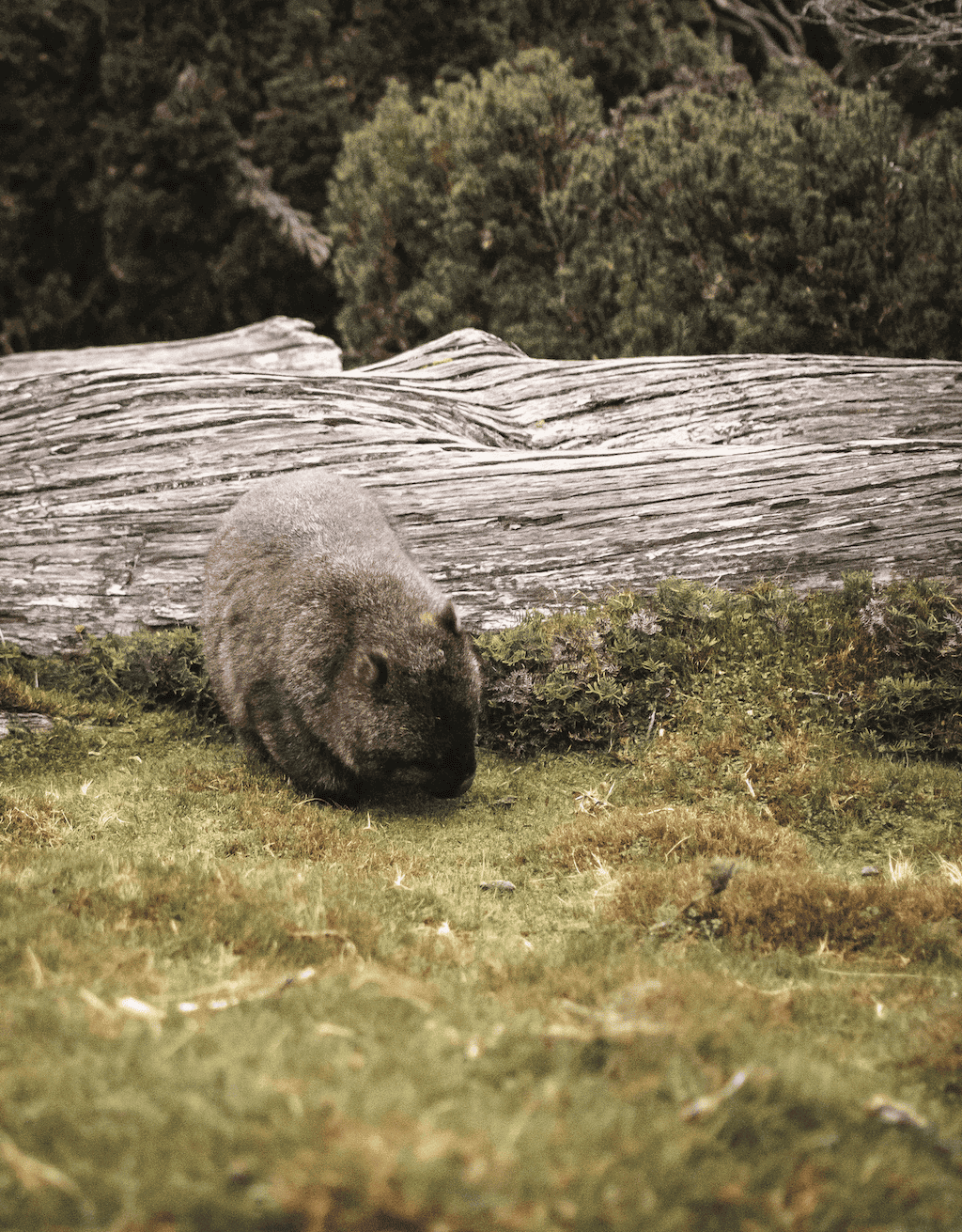 Zwierzęta Australli - Wobmat na trawie