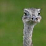 emu